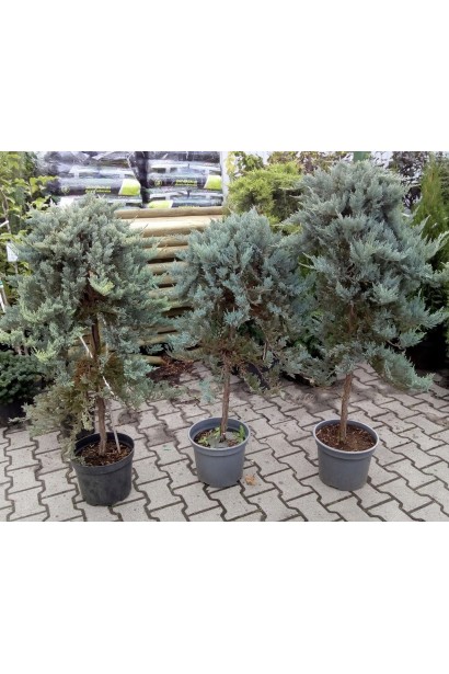Juniperus horizontalis Blue Chip on shtambe